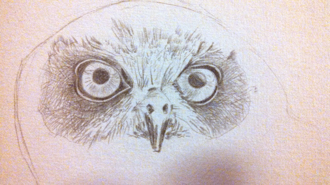 Southern Boobook Owl